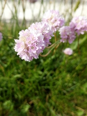 Armeria