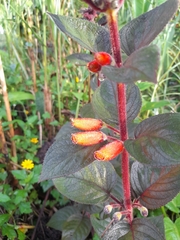 Kohleria tubiflora