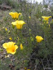 Balbisia peduncularis