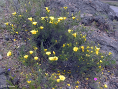 Balbisia peduncularis