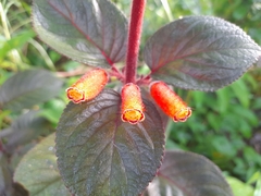 Kohleria tubiflora