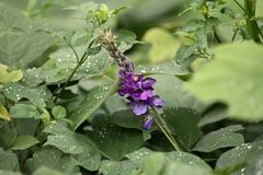 Pueraria montana