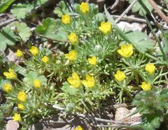 Ceratocephala falcata