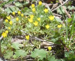 Ceratocephala falcata