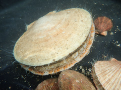 Placopecten magellanicus