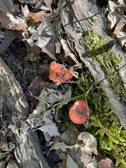 Russula emetica