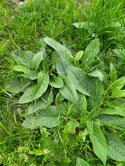 Symphytum caucasicum