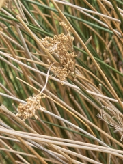Juncus pallidus