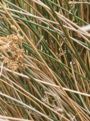 Juncus pallidus