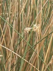 Juncus pallidus