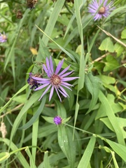 Canadanthus modestus