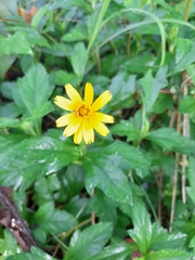 Sphagneticola trilobata