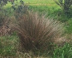 Juncus pallidus