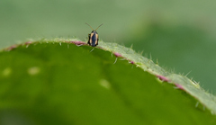 Phyllotreta striolata