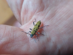 Chlorophorus glabromaculatus