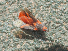 Caenocoris nerii