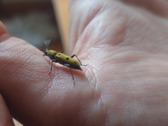 Chlorophorus glabromaculatus