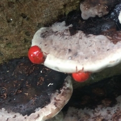 Chilocorus circumdatus