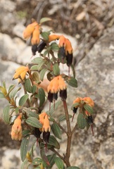 Brachyotum strigosum