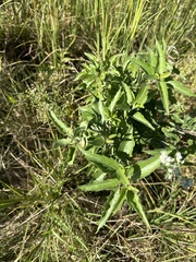 Eupatorium serotinum