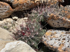 Hamatocactus hamatacanthus hamatacanthus
