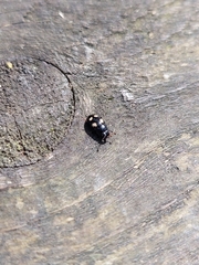 Glischrochilus quadrisignatus