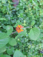 Lantana camara