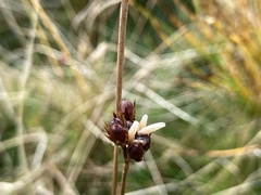 Juncus squarrosus