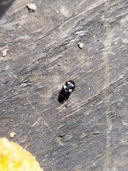 Glischrochilus quadrisignatus