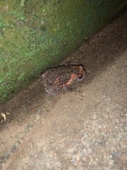 Uperodon taprobanicus