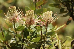 Oreocallis grandiflora