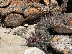 Hamatocactus hamatacanthus hamatacanthus