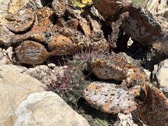 Hamatocactus hamatacanthus hamatacanthus