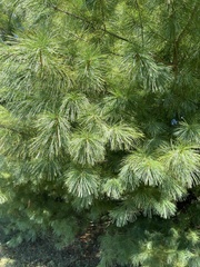 Pinus strobus