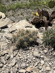Echinocereus stramineus