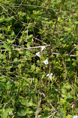 Asystasia intrusa