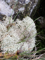 Cladonia portentosa