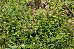 Asystasia intrusa