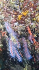 Corallium rubrum