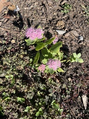 Hylotelephium spectabile