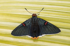 Phocides polybius