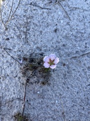 Geranium incanum