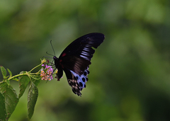 Papilio polymnestor