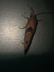 Pelochrista similiana