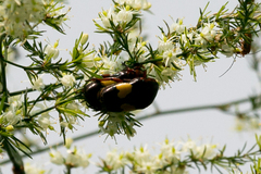 Pedinorrhina trivittata