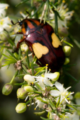 Pedinorrhina trivittata
