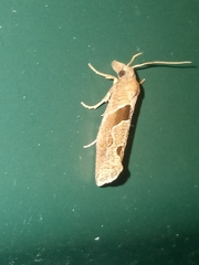 Pelochrista similiana