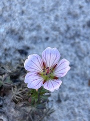 Geranium incanum