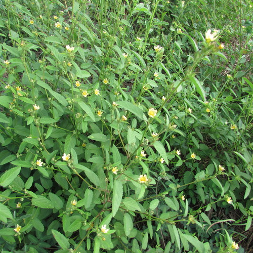 Sida spinosa