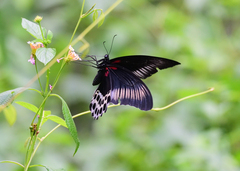 Papilio polymnestor